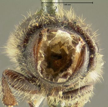 Media type: image;   Entomology 5449 Aspect: head frontal view